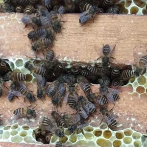 蜜蜂怎样才能安全越冬？只需做到这几点，轻松确保蜂群顺利越冬！