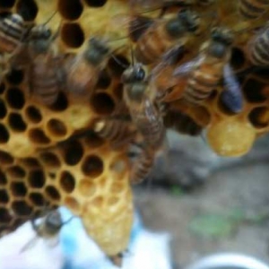 王台是培育蜂王的，了解其发育过程，养蜂生产将更加的得心应手！