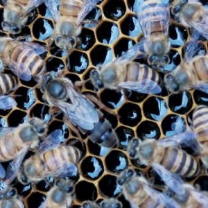 怎样合并蜂群最安全？像这样操作，轻松就将两群蜂合并成一群蜂！