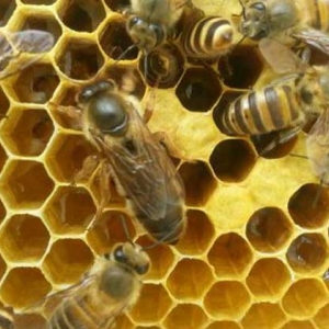养蜂为什么要换蜂王？看完这几个原因，你就知道换王有多重要了！