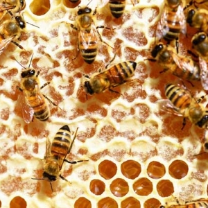 养蜂不知道怎么配饲料，试试这几个配方，基本都能轻松配制出来！