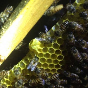 饲喂是养蜂的重点，根据目的不同，蜜蜂的饲喂方式无外乎这三种！