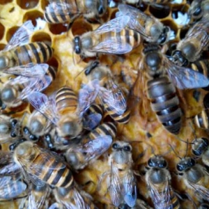 蜂种是养蜂效益的关键，试试这几种方法，人工选择改良蜂种质量！