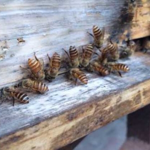 自然分蜂后不知道怎么办，像这样操作，轻松可将分蜂群收捕回来！