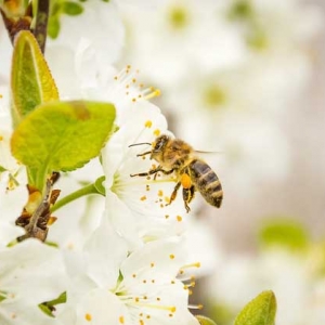蜂的种类有哪些？除了蜜蜂和马蜂外，还有熊蜂、姬蜂、木蜂等等！