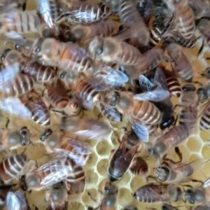 养蜜蜂有人赚钱，也有人亏钱，想养蜂赚到钱这些性格必须得改改！