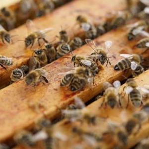 养蜂技术有哪些？掌握这10种养蜂技术，养蜂时方能做到得心应手！