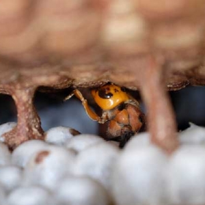 马蜂蛰后会自己消肿吗？小型马蜂能自愈，大型马蜂可能危及生命！