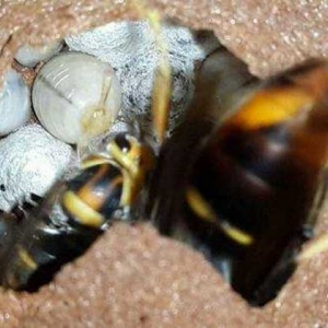 牛角蜂怎么消灭才安全？试试这4种方法，轻松就能消灭牛角蜂！