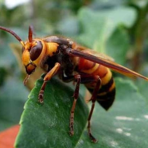 牛角蜂蛰了多久过危险期？至少观察1天，若有异常要立即就医！