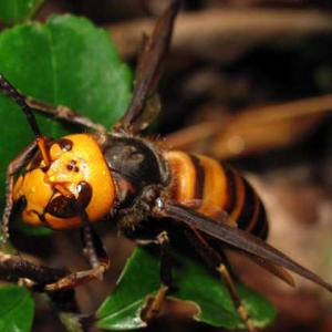 中国大虎头蜂是什么蜂？另一个名字更出名，大名鼎鼎的金环胡蜂！