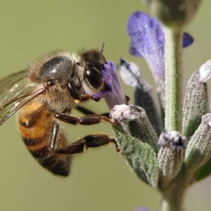 蜂毒疗法是真的吗？虽然有一定的效果，但蜂疗也绝非无所不能的！