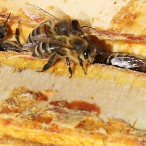 蜂胶的作用与功效有哪些？不但能增强免疫，而且还能降“三高”！