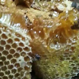 土蜂蜜的作用与功效有哪些？经常喝土蜂蜜，这7个好处跑不了！