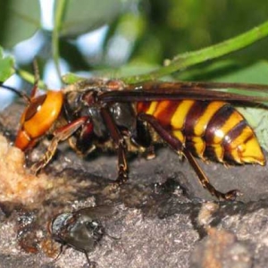 世界上最毒的蜂排名，尤其是前三种蜂，经常有蜇人致死的报道！