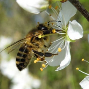 杀人蜂是什么蜂？并非特指某种蜂，实际上是多种剧毒蜂类的俗称！