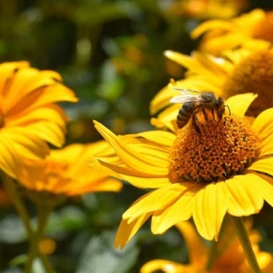 被蜜蜂蛰了是好兆头吗？绝不是什么好兆头，严重时还会发生过敏！