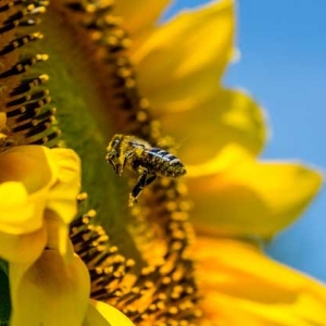 被蜜蜂蛰多久过危险期？蜜蜂毒性不强，但24小时内没异常才安全！