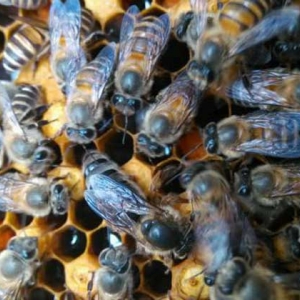 蜂王是公的还是母的？实际上蜂王是雌性，蜂群有且只有一只蜂王！
