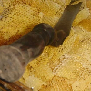 蜂巢蜜的蜂蜡能吃吗？答案是肯定的，事实上吃蜂蜡也有保健价值！