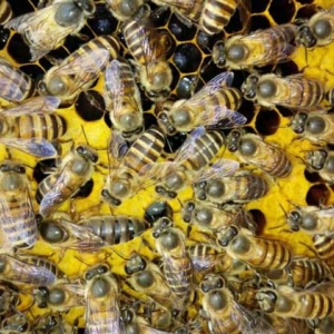 蜜蜂养殖技术有哪些？学会这些养蜂技术，蜜蜂养殖才能得心应手！