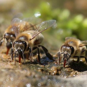 蜜蜂是益虫还是害虫？为什么？事实上很多植物授粉都离不开蜜蜂！