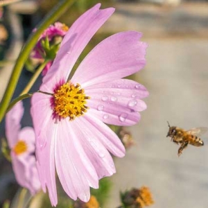 蜜蜂是昆虫吗？蜜蜂是典型的昆虫，一对触角，两对翅膀，三对足！