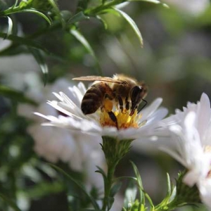 蜜蜂进家里有什么预兆？无关祸福，只能说家里环境适合蜜蜂筑巢！