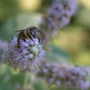 蜜蜂、马蜂、黄蜂、胡蜂、虎头蜂、牛角蜂、人头蜂有什么区别？