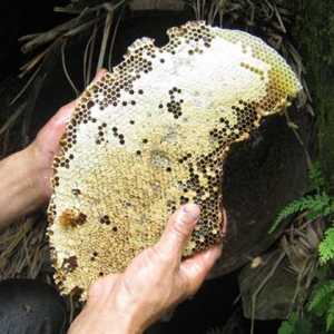 野生蜂蜜保质期有多久？