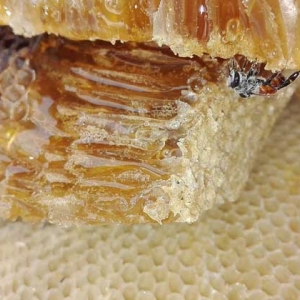 怎么鉴别蜂蜜质量的好坏？