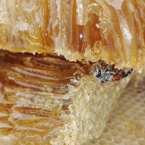 蜂蜜的种类和功效大全