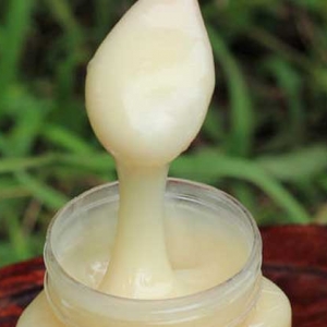 鸭脚木蜜的作用与功效及食用方法