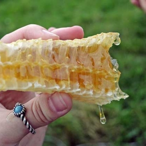 蜂巢蜜的作用与功效及食用方法