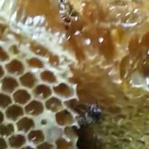 纯土蜂蜜一斤多少钱？