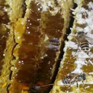土蜂蜜和普通蜂蜜有什么区别？