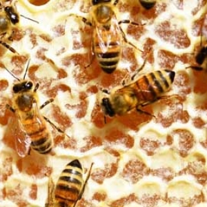 意蜂蜜价格多少钱一斤？