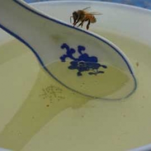 蜂蜜水什么时候喝减肥最好？