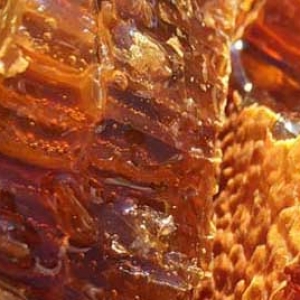 常见的蜂蜜品种有哪些？