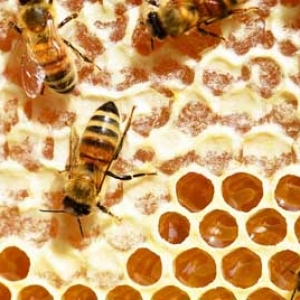 蜂巢蜜吃起来什么感觉？