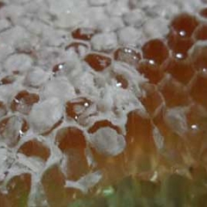 蜂巢蜜能治好鼻炎吗？