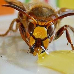 晚上喝蜂蜜能减肥吗？