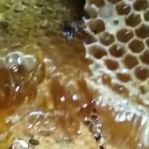土蜂蜜和百花蜜哪个好？