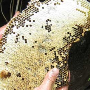 蜂巢蜜怎么做出来的？