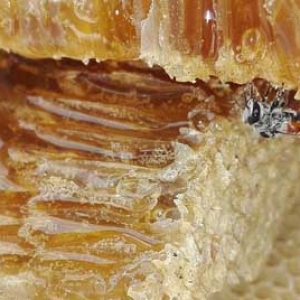 蜂巢蜜怎么吃效果好？