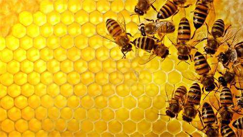 蜜蜂酿制蜂蜜