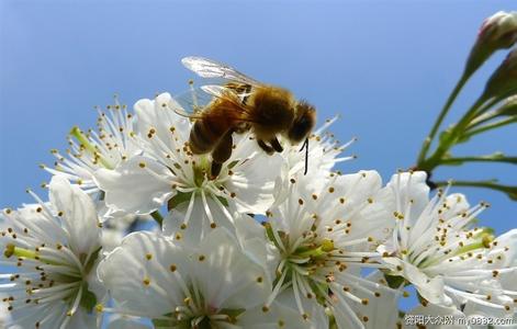 花蜜与蜂蜜是一样的东西吗？