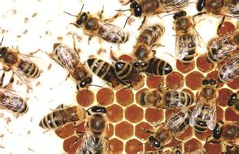 蜜蜂是如何酿造蜂蜜的呢？