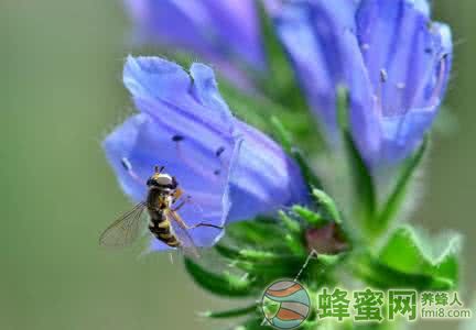 澳大利亚蓝蓟花蜂蜜真的有毒吗？